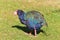 Takahe Endangered Endemic Rail of New Zealand