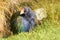 Takahe Endangered Endemic Rail of New Zealand