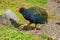 A takahe, an endangered flightless bird found only in New Zealand