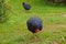 Takahe, endangered New Zealand bird