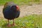 Takahe, endangered New Zealand bird