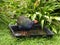 Takahe, endangered New Zealand bird, drinking