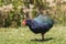 Takahe - flightless bird