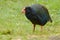 Takahe - Porphyrio hochstetteri endemic hen from New Zealand, blue plumage and big red beak