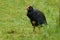 Takahe - Porphyrio hochstetteri endemic hen from New Zealand, blue plumage and big red beak