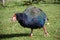 Takahe, rare native bird of New Zealand