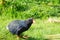 Takahe, rare New Zealand indigenous flightless bird