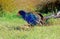 The takahÄ“ Porphyrio hochstetteri,