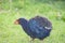 TakahÄ“ Porphyrio hochstetteri is a flightless bird indigenous to New Zealand member of the rail