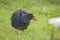 TakahÄ“ Porphyrio hochstetteri is a flightless bird indigenous to New Zealand member of the rail