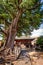 TAKAYAMA, JAPAN - SEPTEMBER 23; 2019: The Hida Kokubunji Buddhist Temple stands proud beside the huge 1200 year old ginko tree. A