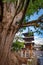 TAKAYAMA, JAPAN - SEPTEMBER 23; 2019: The Hida Kokubunji Buddhist Triple Pagoda stands proud beside the huge 1200 year old ginko t
