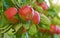 Take a bite of natures bounty. Juicy red apples hanging on a tree.