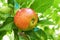 Take a bite of natures bounty. Juicy red apples hanging on a tree.