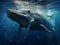 Take a breathtaking shot of a magnificent humpback whale