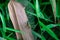 Take a close look at the grasshopper perched on the leaf