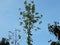 Take a look at the leaves with a long tree in the blue sky