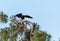 Take off of Juvenile bald eagle Haliaeetus leucocephalus  bird of prey