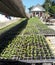 Take photos of vegetable plants nursery, choose quality seeds, so that plants grow easier