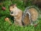 Take a stroll with the National Trust to see some red squirrels in the woodlands surrounding Formby