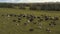 Taken from a drone, as cows graze in a field. Russia, Bashkortostan