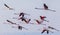 Takeoff of a flock of flamingos on the sea