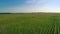 Takeoff and Flying Over Green Cornfield