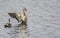 Takeoff : Indian spot-billed duck Pair
