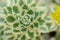Takeshima stonecrop Sedum takesimense Atlantis, variegated leaves