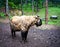 Takin goat-cow in Bhutan