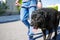 Taking a black mastiff dog for a walk after the national lockdown becuase of the coronavirus or COVID-19 spreading in Spain