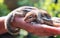 Taking care of two abandoned newborn squirrel babies. Cute and cuddly three-striped palm baby squirrels, innocence, and caring