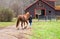 Taking a Horse to the Barn