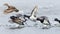 taking off a group of male ring-necked duck in pursuit of a female