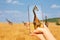 Taking photo of giraffe herd in the Kenya