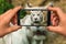 Taking photo of White Tiger with mobile phone