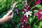 Taking picture of flowering plant with smartphone, woman using mobile application to identify clematis flower