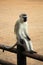 Taking rest vervet monkey on the fence. Funny photo. Kruger Park