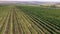 Taking video with drone of amazing nature view of a large green field of vineyard concept of agriculture and farming