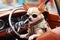 Taking the wheel with shades, a cute chihuahua dog explores the road during the car ride