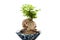 Tako bonsai tree on a white background, beautiful.A small bonsai tree in a ceramic pot. Informal upright style