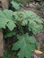 Takokak plant with wide leaves