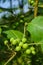 Takokak, tekokak or eggplant (Solanum torvum) is a plant whose fruit and seeds are used as vegetables.