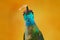 Talamanca admirable hummingbird, Eugenes spectabilis, detail bill portrait of beautiful bird. Wildlife scene from nature. Detail