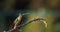 Talamanca admirable hummingbird - eugenes spectabilis is large hummingbird