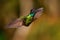 Talamanca Admirable Hummingbird - Eugenes spectabilis is large hummingbird living in Costa Rica and Panama.  Beautiful green and