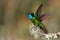 Talamanca Admirable Hummingbird - Eugenes spectabilis is large hummingbird living in Costa Rica and Panama.  Beautiful green and