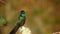 Talamanca Admirable Hummingbird - Eugenes spectabilis is large hummingbird living in Costa Rica and Panama. Beautiful green and