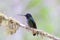 Talamanca Hummingbird 837217