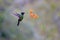 Talamanca Hummingbird  837233